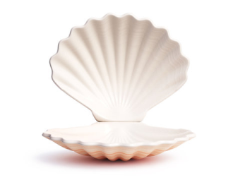 A Sea Shell